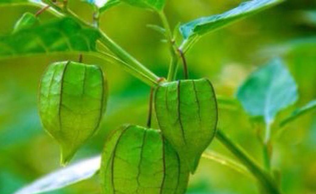 灯笼草——一种神奇的植物（探究灯笼草的功效与作用及其食用方法）