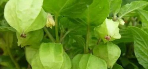 灯笼草——一种神奇的植物（探究灯笼草的功效与作用及其食用方法）