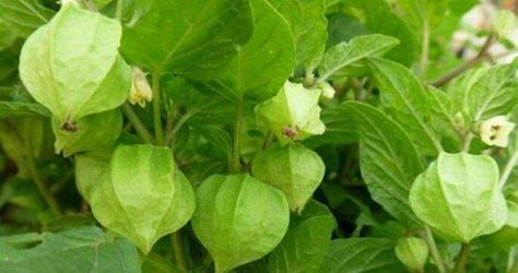 灯笼果的营养与食用建议（一天吃几个最好）