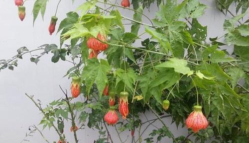 灯笼花——祝福幸福的使者（花开富贵、福神降临）
