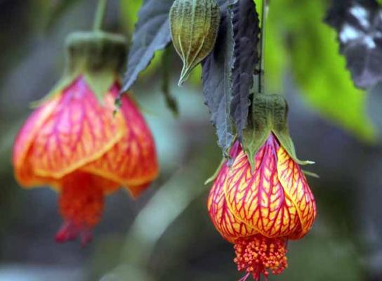 灯笼花——祝福幸福的使者（花开富贵、福神降临）