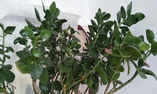 灯笼花光长叶子不开花的原因及处理方法（让灯笼花开出美丽的花朵）
