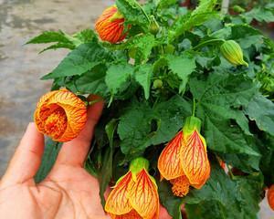室内养灯笼花的注意事项（灯笼花有毒吗）