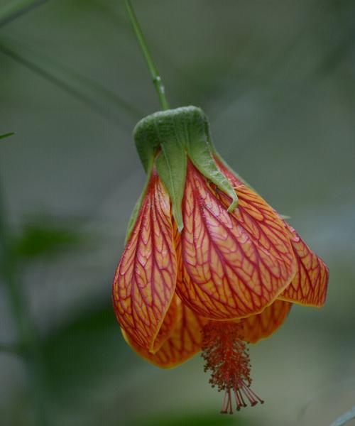探秘灯笼花之别名与特性（灯笼花又名“金葵花”）