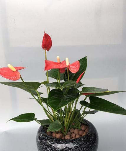 探寻滴水观音和红掌之谜（揭秘这两种植物的神秘性质和种植方法）