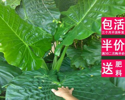 探寻滴水观音和红掌之谜（揭秘这两种植物的神秘性质和种植方法）