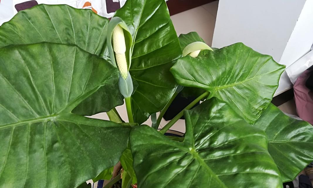 滴水观音会开花吗（解密滴水观音开花的颜色与样子）