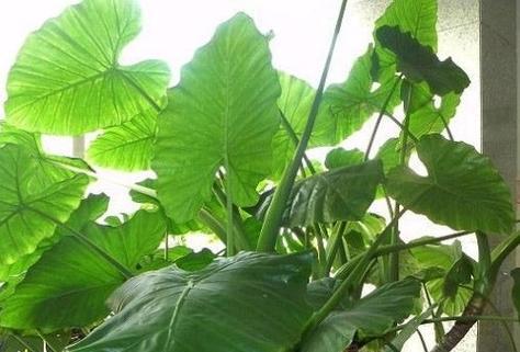 滴水观音的适宜肥料种类（打造适合滴水观音的肥料配方）