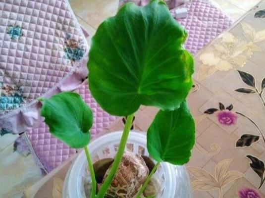 滴水观音的适宜肥料种类（打造适合滴水观音的肥料配方）
