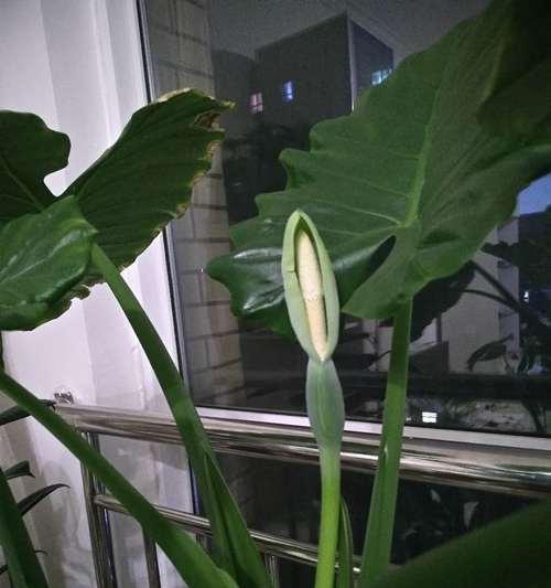 滴水观音开花——风水寓意浅析（探寻滴水观音开花的风水奥秘）