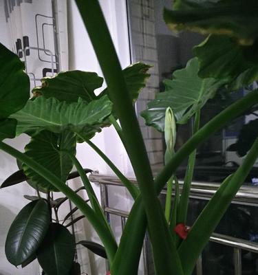 滴水观音开花——神奇的自然景观（探秘滴水观音开花的花期）