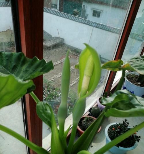 滴水观音开花的奇妙之旅（探寻滴水观音的生命之美）