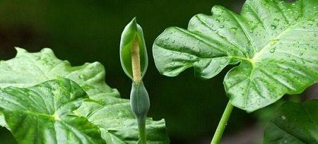 滴水观音开花真的有毒吗（探寻滴水观音开花的真相）