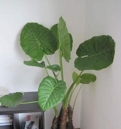 探秘滴水观音（一朵惊艳之花）