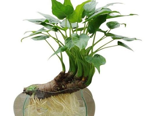 滴水观音的种植方式——水培与土培的优劣分析（探讨滴水观音的种植方式）