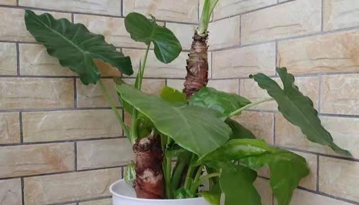 滴水莲的毒性与适宜养护环境（了解滴水莲的毒性）