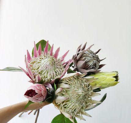 如何制作美丽的帝王花干花（教你简单易懂的制作方法）