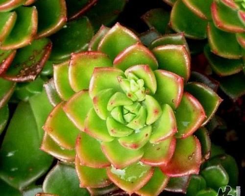 如何科学养护蒂亚，让它健康茁壮生长（掌握正确的养护技巧）