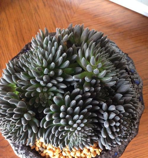 滇石莲的种植与养护（打造独特的家庭园艺景观）