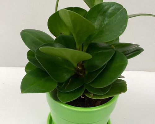 电脑宝贝——探寻神奇植物世界（一起走进生命的奇迹）