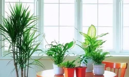 电梯门口植物风水（选择适合电梯门口的植物）