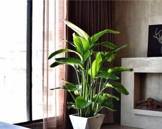 电梯门口植物风水（选择适合电梯门口的植物）
