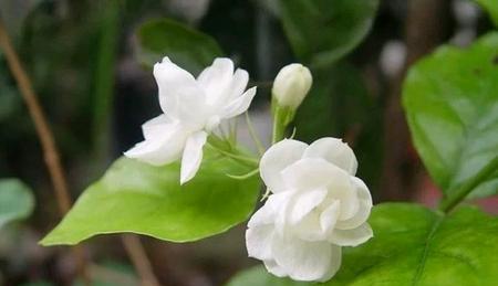 茉莉花的花语与寓意（解读茉莉花的诗意与情感）