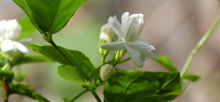 茉莉花的花语与寓意（解读茉莉花的诗意与情感）