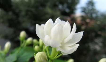 茉莉花的花语与寓意（解读茉莉花的诗意与情感）