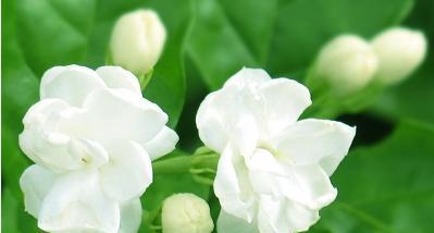 茉莉花的花语及意义解读（解读茉莉花的深远寓意与美好祝愿）