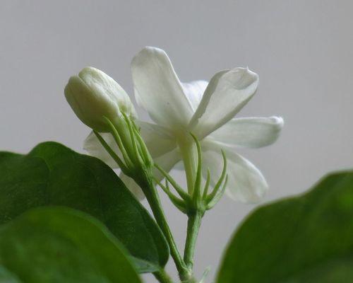 茉莉花的花语与寓意（传承千年的芳香之花）