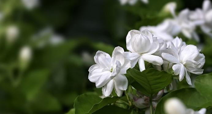 茉莉花的花语与寓意（传承千年的芳香之花）