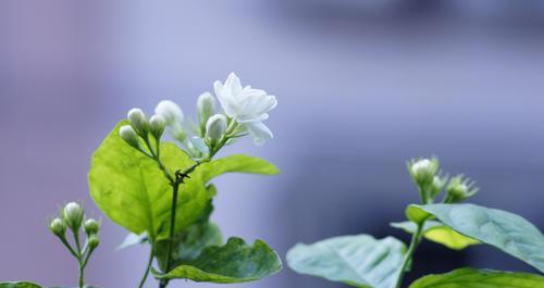 茉莉花的寓意与象征（探寻茉莉花的含义）