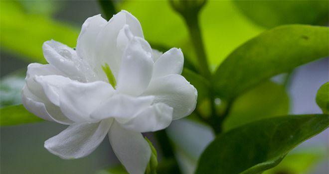 茉莉花花语的意义和象征（揭开茉莉花的花语之谜）