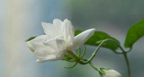 茉莉花的花语与寓意（茉莉花的优雅与纯洁）