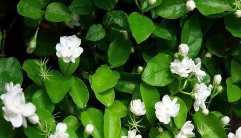 茉莉花的花语与寓意（茉莉花的优雅与纯洁）