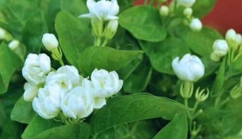 茉莉花的花语与寓意（茉莉花的优雅与纯洁）