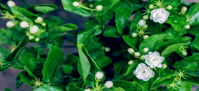 茉莉花语的含义与传承（解读茉莉花语的深层涵义与历史渊源）