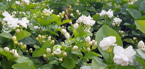 茉莉花语的含义与传承（解读茉莉花语的深层涵义与历史渊源）