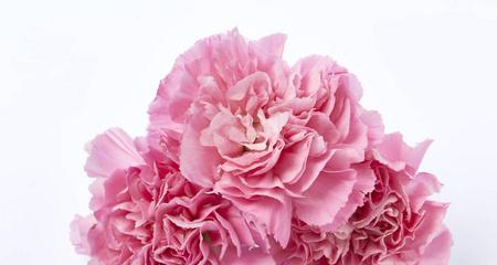母亲节的康乃馨花语解析（康乃馨花语的深意与表达方式）