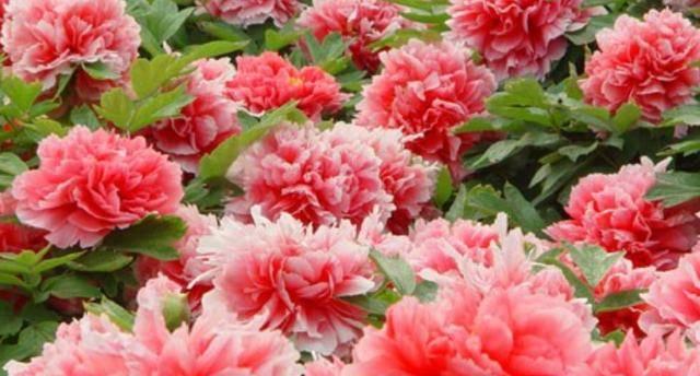 牡丹花（优雅、高贵、繁花似锦的牡丹花）