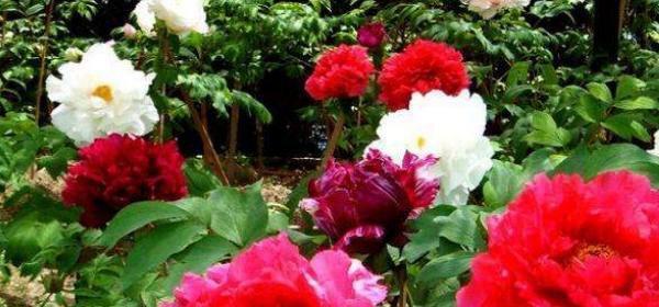 牡丹花（优雅、高贵、繁花似锦的牡丹花）
