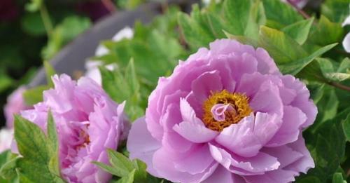 牡丹花（优雅、高贵、繁花似锦的牡丹花）