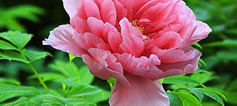 牡丹花语的魅力（揭秘牡丹花语的深层含义）
