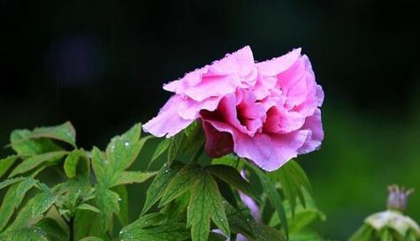 牡丹花的寓意与花语（探寻花开的美丽与力量）