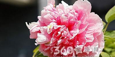 牡丹花的寓意和花语（探寻牡丹花的象征意义与美丽语言）