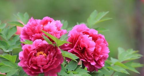 牡丹花的美与寓意（探寻牡丹花背后的文化符号）