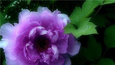 牡丹花花语（追寻牡丹花花语的深刻意义）