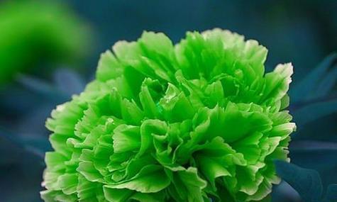 牡丹花花语（追寻牡丹花花语的深刻意义）