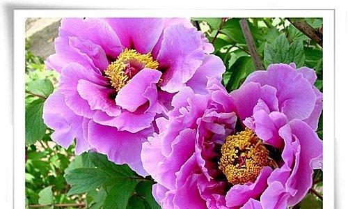 巴西野牡丹花（探寻巴西野牡丹花的花语与文化遗产）